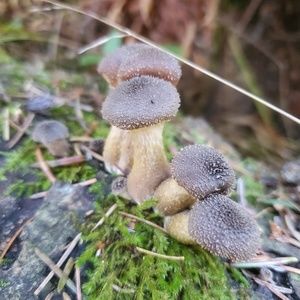 Meet your Posher, Bente